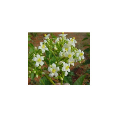 JATROPHA curcas "Barbadoský oříšek" 5 semen