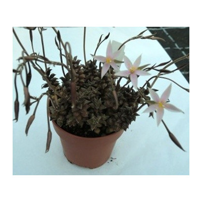 Anacampseros arachnoides Black 30 semen