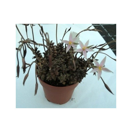 Anacampseros arachnoides Black 30 semen