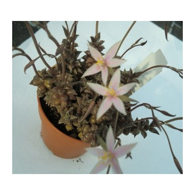 Anacampseros arachnoides Black 30 semen