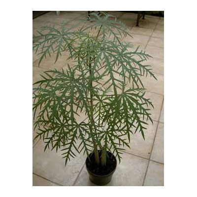 JATROPHA multifida "Korálový strom" 3 semena