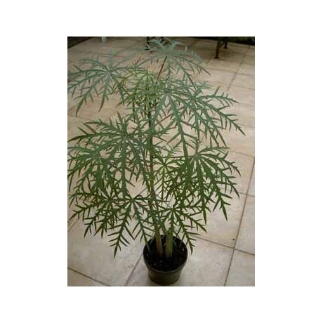 JATROPHA multifida "Korálový strom" 3 semena