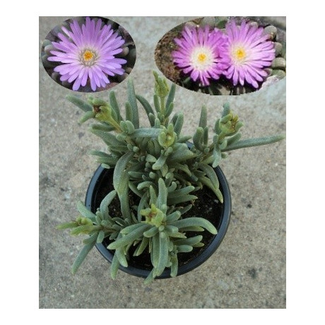 Delosperma harazianum 25 semen