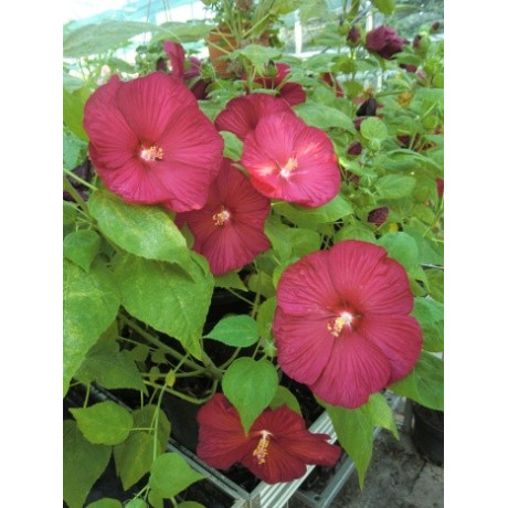 Hibiscus x moscheutos ´Nippon Red' 5 semen