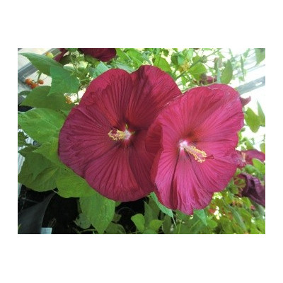Hibiscus x moscheutos ´Nippon Red' 5 semen