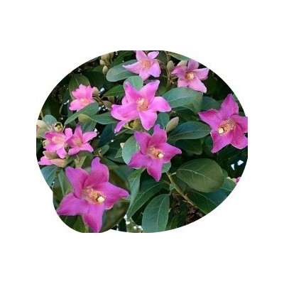 Lagunaria patersonia  5 semen