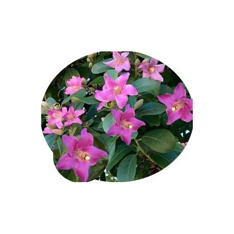 Lagunaria patersonia  5 semen