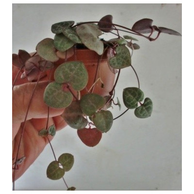 Ceropegia woodii 5 semen