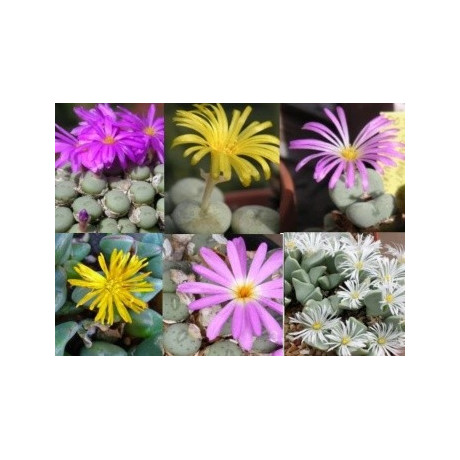 Conophytum mix 10 semen