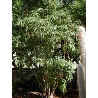 JATROPHA multifida "Korálový strom" 3 semena