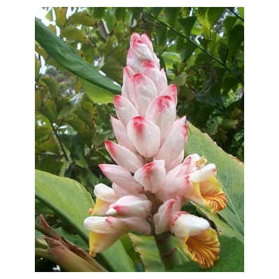 ALPINIA malaccensis 4 semena