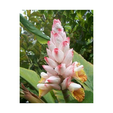 ALPINIA malaccensis 4 semena