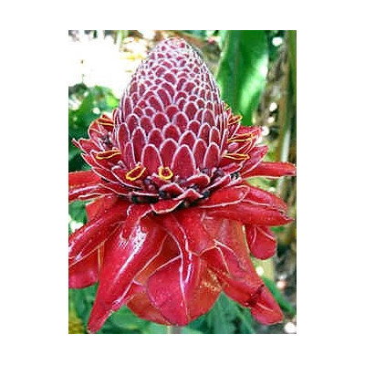 ETLINGERA elatior Red "RedTorch Ginger" 5 semen