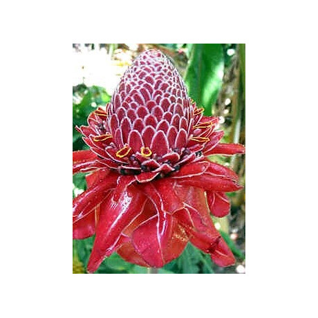 ETLINGERA elatior Red "RedTorch Ginger" 5 semen
