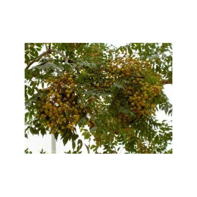 Melia azedarach 5 semen