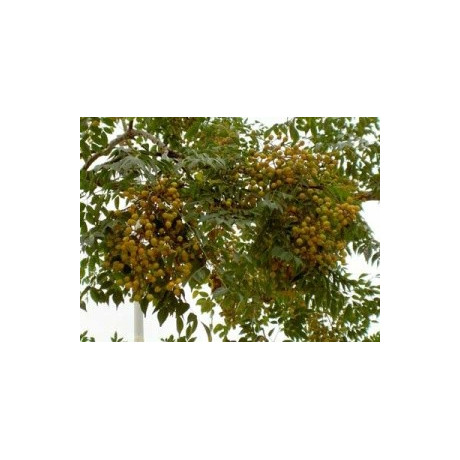 Melia azedarach 5 semen