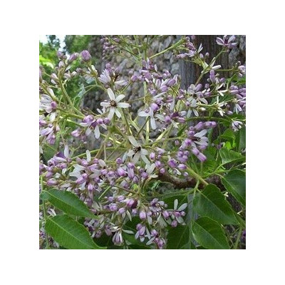 Melia azedarach 5 semen