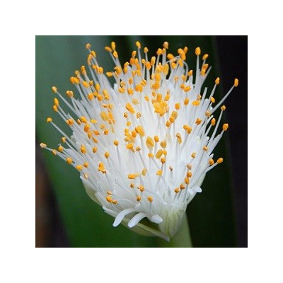 Haemanthus albiflos "Sloní ucho" 4 semena