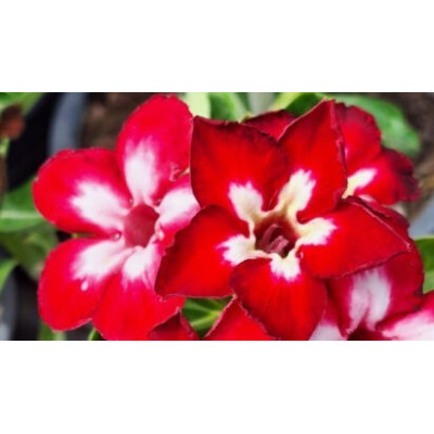 Adenium obesum Ruby "Pouštní růže" 3 semena