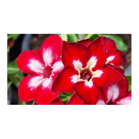 Adenium obesum Ruby "Pouštní růže" 3 semena