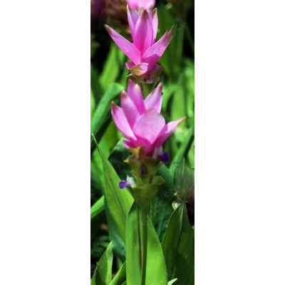 Curcuma sessilis 4 semena