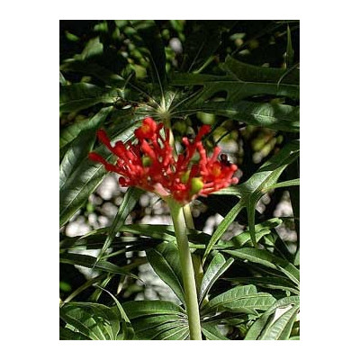 JATROPHA multifida "Korálový strom" 3 semena