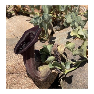 Aristolochia chilensis "Zorrovo ucho" 5 semen