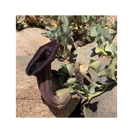 Aristolochia chilensis "Zorrovo ucho" 5 semen