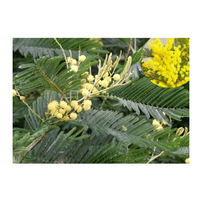 Acacia caven 10 semen