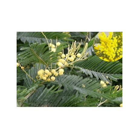 Acacia caven 10 semen