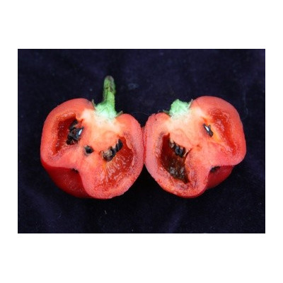 Paprika chilli Rocoto Red (Capsicum pubescens) 10 semen