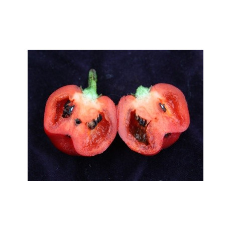 Paprika chilli Rocoto Red (Capsicum pubescens) 10 semen