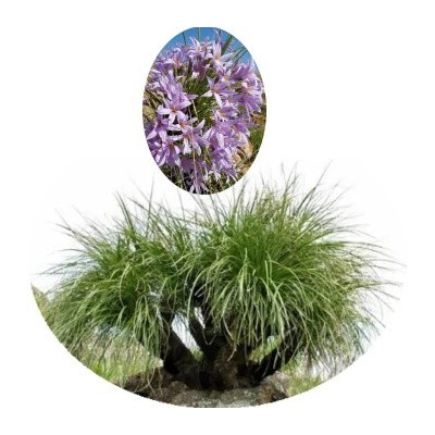 Xerophyta retinervis "Černá pouštní lilie" 5 semen