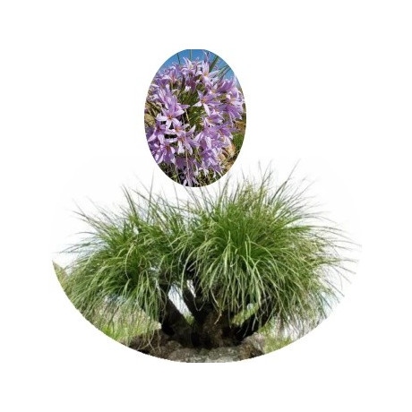 Xerophyta retinervis "Černá pouštní lilie" 5 semen