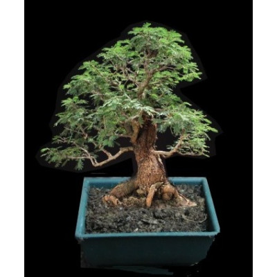 Acacia caven 10 semen