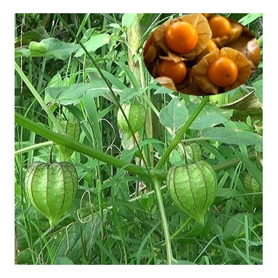 Physalis minima "Sunberry" 20 semen