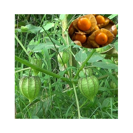 Physalis minima "Sunberry" 20 semen