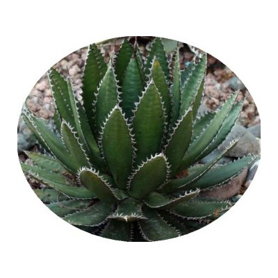 Agave horrida subsp. horrida 4 semena