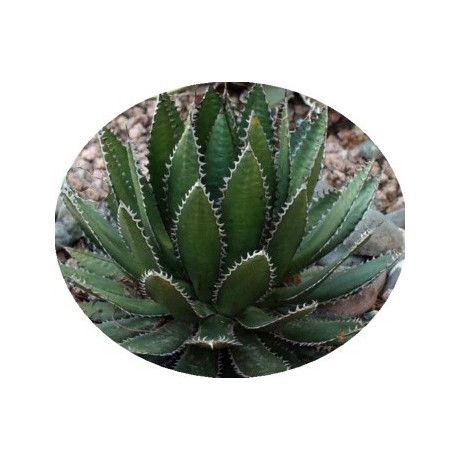 Agave horrida subsp. horrida 4 semena