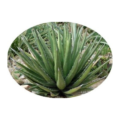 Agave lechuguilla 5 semen