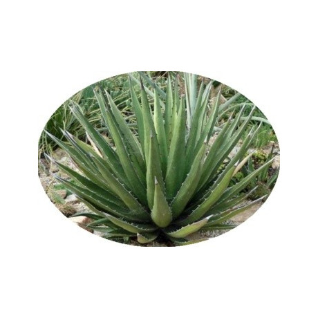 Agave lechuguilla 5 semen