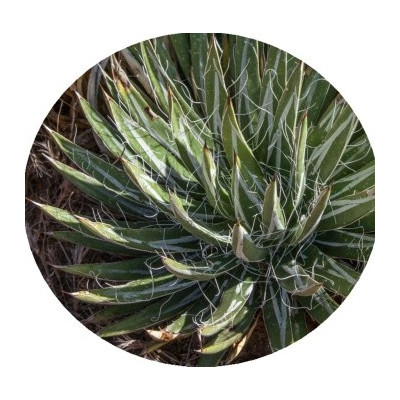 Agave toumeyana var. toumeyana 4 semena