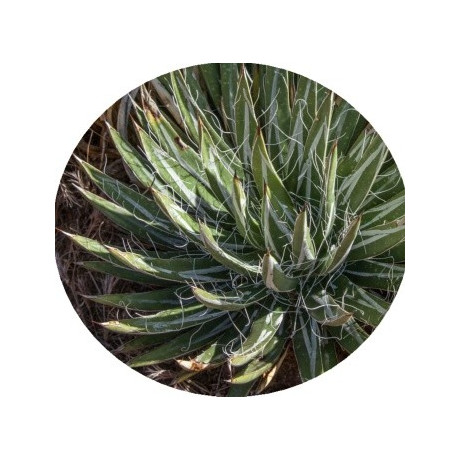 Agave toumeyana var. toumeyana 4 semena