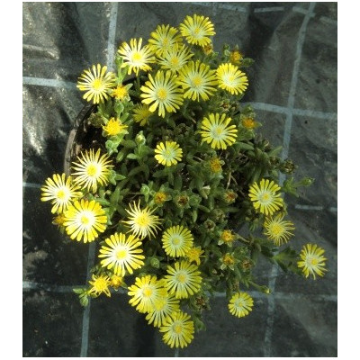 Delosperma cooperi Yellow 25 semen