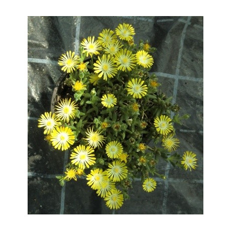 Delosperma cooperi Yellow 25 semen