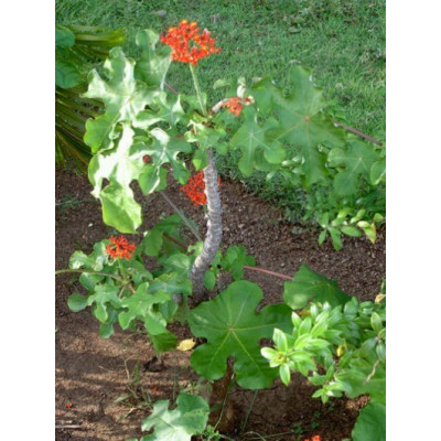 JATROPHA podagrica "Bottle Plant" 2 semena