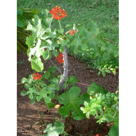 JATROPHA podagrica "Bottle Plant" 2 semena