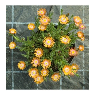 Delosperma cooperi Orange 25 semen