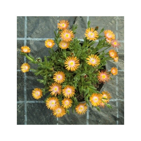 Delosperma cooperi Orange 25 semen