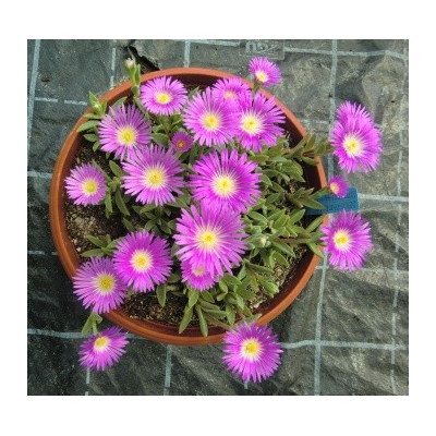 DELOSPERMA sutherlandii 20 semen